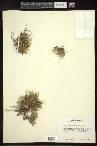 Selaginella rupestris image