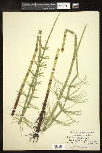 Equisetum fluviatile image