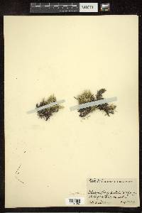 Selaginella rupestris image