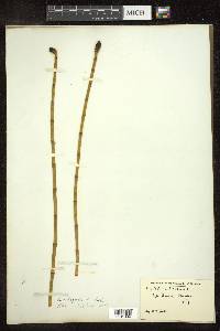 Equisetum fluviatile image