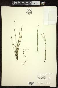 Equisetum variegatum image