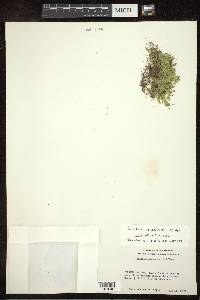 Selaginella eclipes image