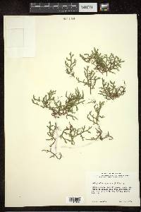 Selaginella rupestris image