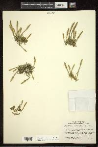 Selaginella selaginoides image