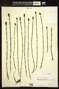 Equisetum fluviatile image