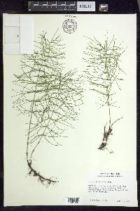 Equisetum pratense image