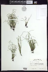 Equisetum scirpoides image