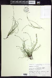 Equisetum scirpoides image