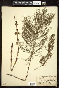 Equisetum sylvaticum image