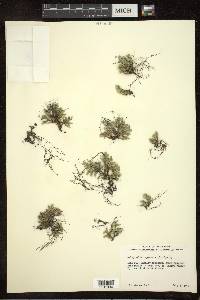 Selaginella rupestris image