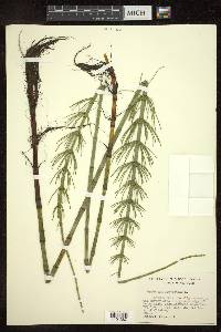 Equisetum fluviatile image