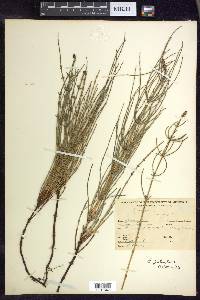 Equisetum palustre image