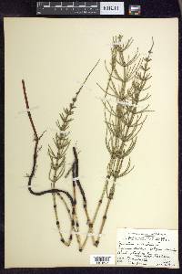 Equisetum palustre image