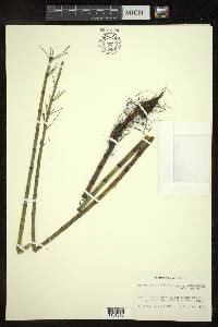 Equisetum fluviatile image