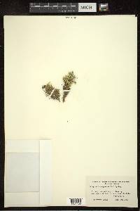 Selaginella rupestris image