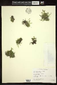 Selaginella eclipes image