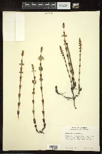 Equisetum sylvaticum image