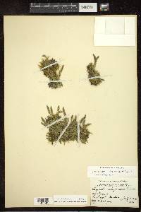 Selaginella selaginoides image