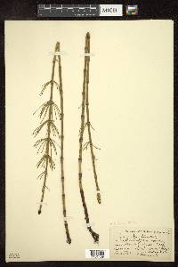 Equisetum fluviatile image