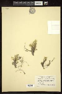 Selaginella rupestris image