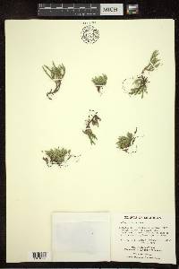 Selaginella rupestris image