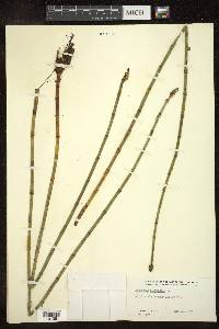 Equisetum fluviatile image