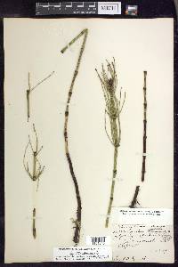 Equisetum fluviatile image