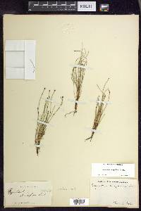 Equisetum scirpoides image