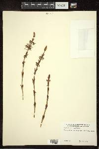 Equisetum sylvaticum image