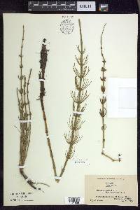 Equisetum palustre var. americanum image