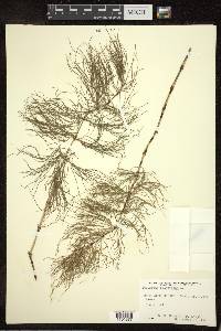 Equisetum sylvaticum image