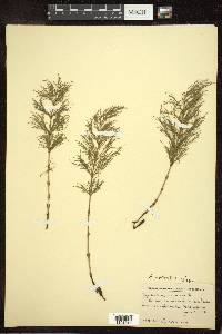 Equisetum sylvaticum image