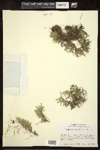 Selaginella rupestris image