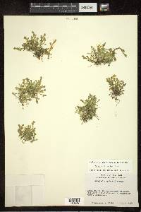 Selaginella eclipes image