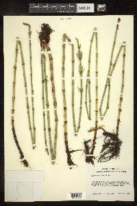 Equisetum fluviatile image