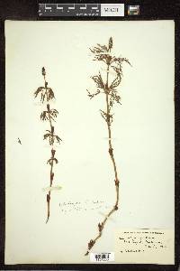 Equisetum sylvaticum image