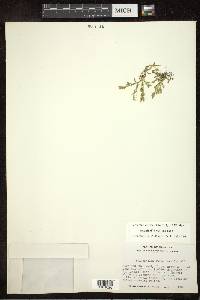 Selaginella eclipes image