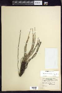 Equisetum × nelsonii image