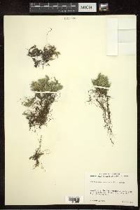 Selaginella rupestris image