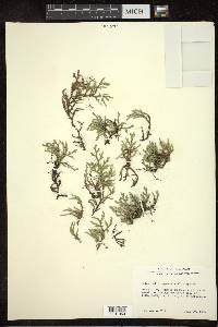 Selaginella rupestris image