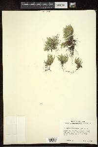 Selaginella rupestris image