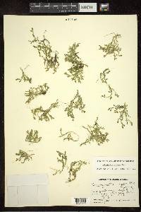 Selaginella eclipes image