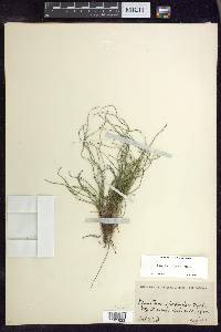 Equisetum scirpoides image