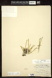 Selaginella selaginoides image