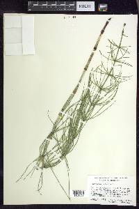 Equisetum palustre image