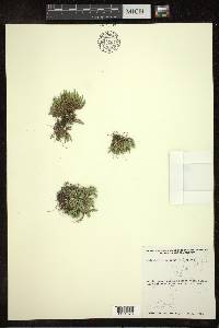 Selaginella rupestris image