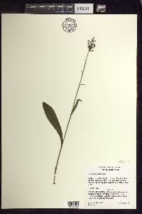 Platanthera clavellata image