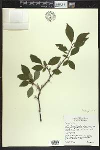 Prunus umbellata image