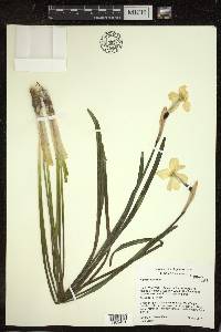 Narcissus poeticus image