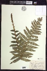 Polystichum braunii image